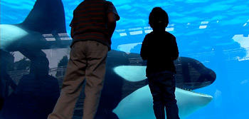 Blackfish Trailer Watch Online