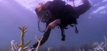 Chasing Coral Doc Trailer Watch Online