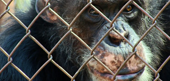 Unlocking the Cage Doc Trailer Watch Online