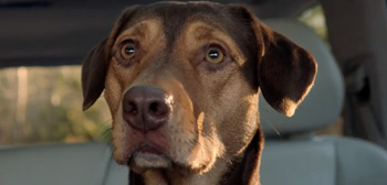 A Dog's Way Home Trailer Watch Online