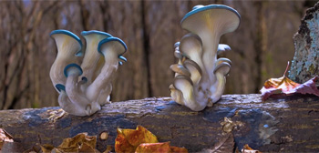 Fantastic Fungi Trailer Watch Online