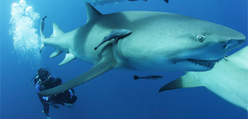 Sharkwater Extinction Trailer Watch Online