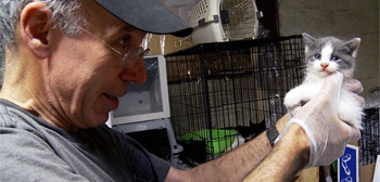 The Cat Rescuers Trailer Watch Online