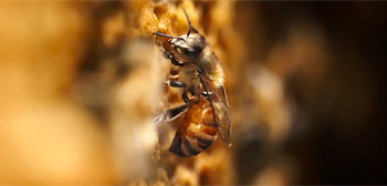 The Pollinators Trailer Watch Online